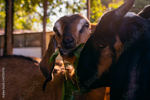 close-up of anglo nubian goat in field farm Cordoba Argentina photo