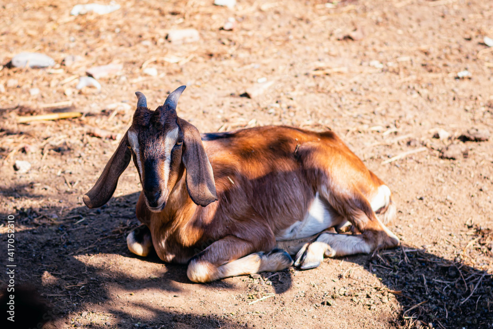 close-up of anglo nubian goat in field farm Cordoba Argentina close-up of anglo nubian goat in field farm Cordoba Argentina