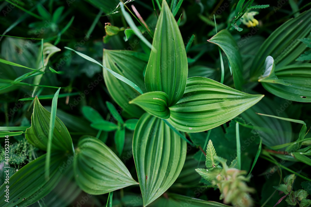 Obraz premium Pattern green fresh leaves background.