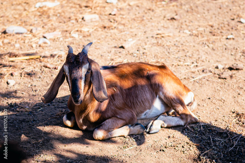 close-up of anglo nubian goat in field farm Cordoba Argentina photo