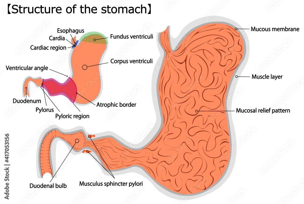 胃 構造 英語 イラスト Stock Vector Adobe Stock