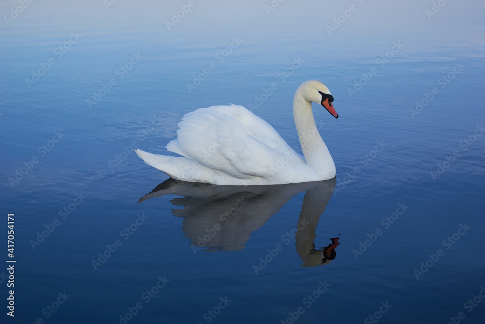 A beautiful swan swims across the reflective water of the lake.
A beautiful swan swims across the reflective water of the lake.