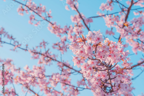 晴天の日の河津桜