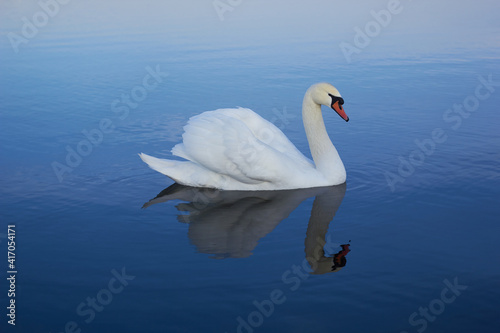 Fototapeta Naklejka Na Ścianę i Meble -  A beautiful swan swims across  the reflective water of the lake.
