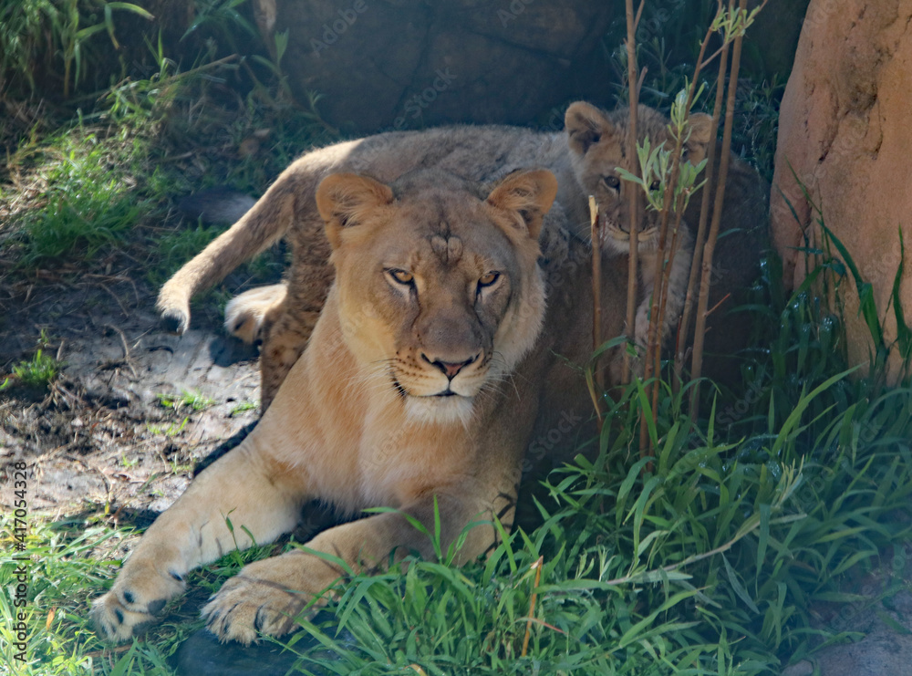 Naklejka premium lioness and cub