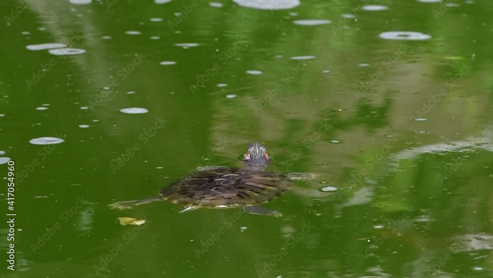 HD video of Pond Slider Turtle swimming from one turtle to another, second turtle swims away. Murky green pond water.
HD video of Pond Slider Turtle swimming from one turtle to another, second turtle swims away. Murky green pond water.