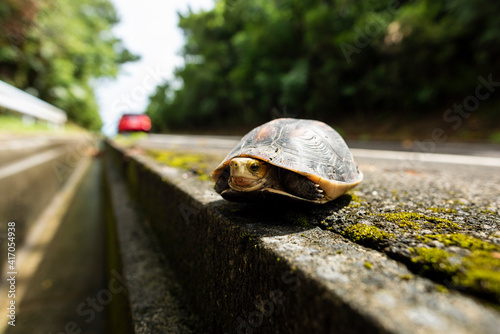 Yellow-margined box turtle on the side of the road and a car in the background. Protection of wildlife. (Cuora flavomarginata evelynae). Iriomote Island. photo