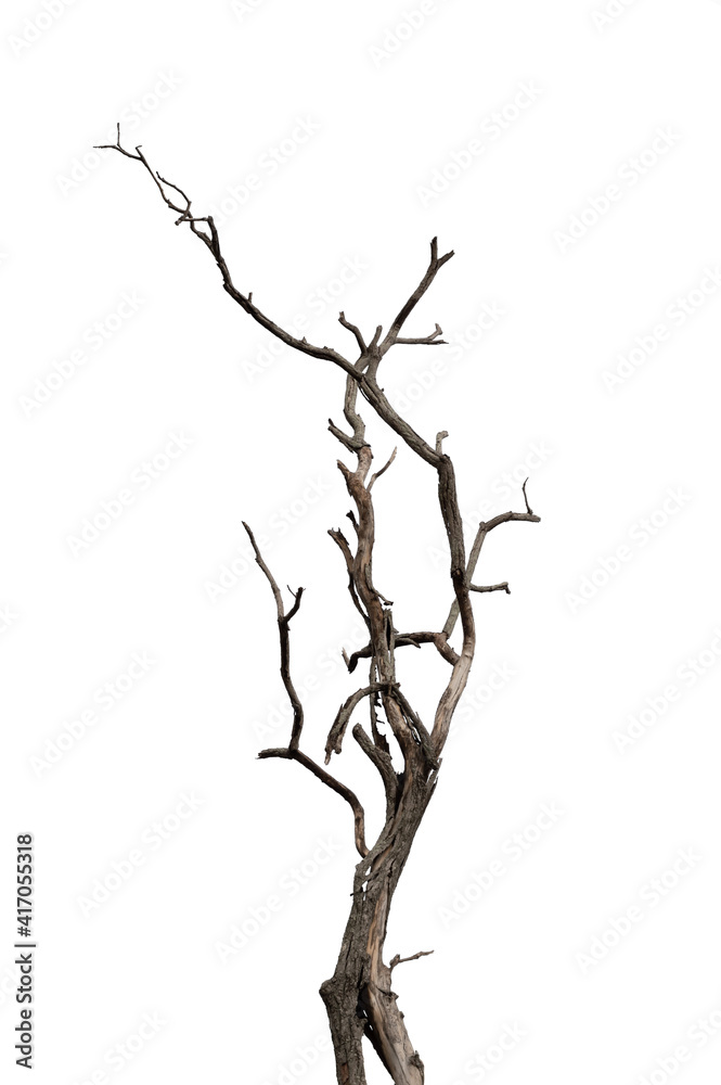 Dry branch of dead tree with cracked dark bark.beautiful dry branch of tree isolated on white background.Single old and dead tree.Dry wooden stick from the forest isolated on white background .