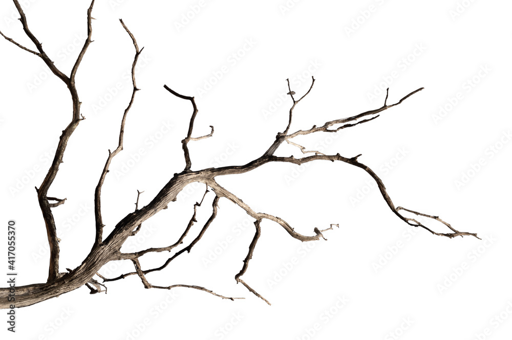 Dry branch of dead tree with cracked dark bark.beautiful dry branch of tree isolated on white background.Single old and dead tree.Dry wooden stick from the forest isolated on white background . Dry branch of dead tree with cracked dark bark.beautiful dry branch of tree isolated on white background.Single old and dead tree.Dry wooden stick from the forest isolated on white background .