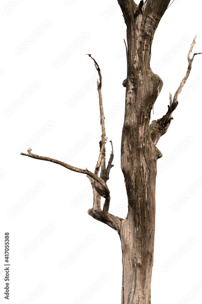 Dry branch of dead tree with cracked dark bark.beautiful dry branch of tree isolated on white background.Single old and dead tree.Dry wooden stick from the forest isolated on white background .