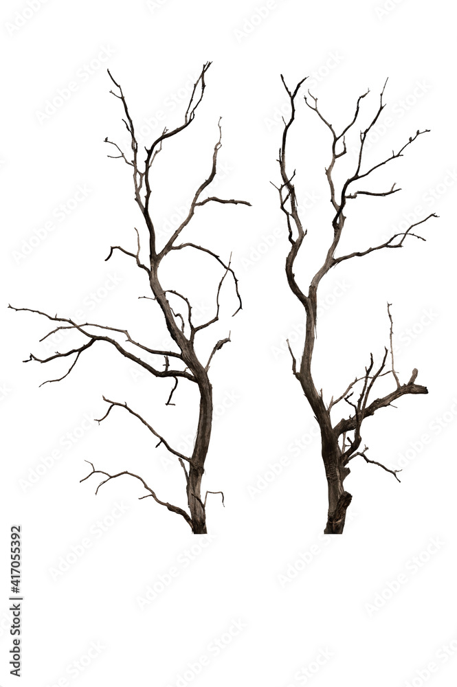 Fototapeta premium Dry branch of dead tree with cracked dark bark.beautiful dry branch of tree isolated on white background.Single old and dead tree.Dry wooden stick from the forest isolated on white background .