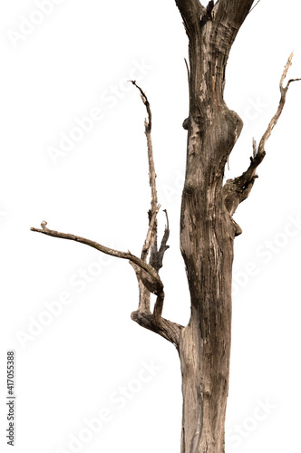 Dry branch of dead tree with cracked dark bark.beautiful dry branch of tree isolated on white background.Single old and dead tree.Dry wooden stick from the forest isolated on white background . © Chalermwoot