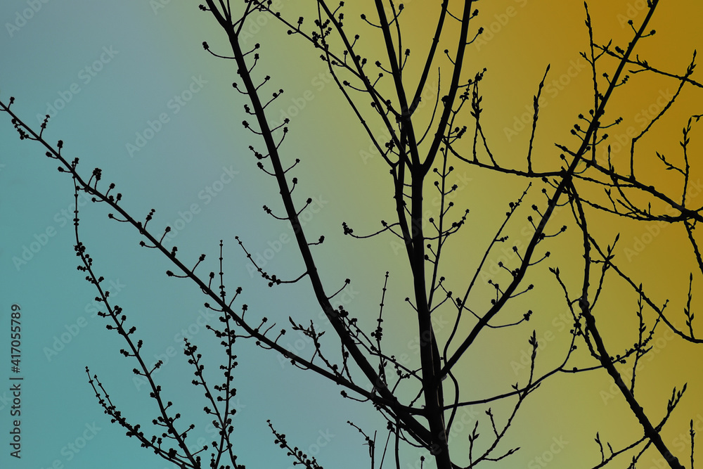 Silhouette of branches full of buds in spiring season Silhouette of branches full of buds in spiring season