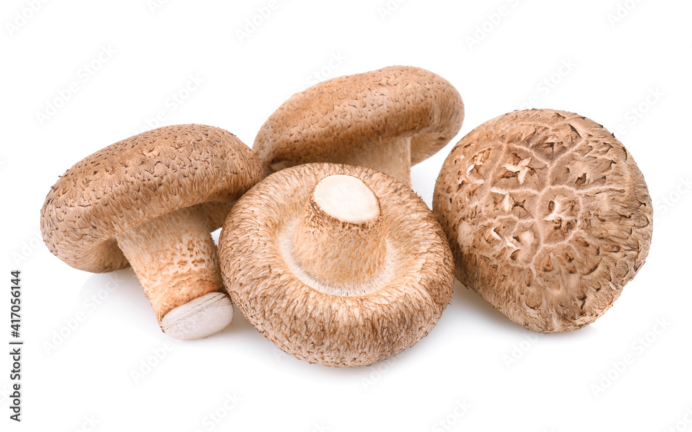 Shiitake mushroom isolated on white background Shiitake mushroom isolated on white background
