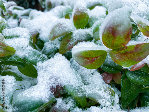 frost on the branches