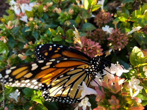 butterfly on flower
