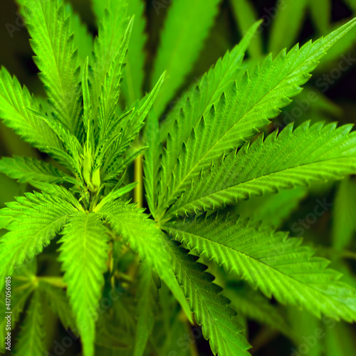 Marijuana Plant Bud and Leaves