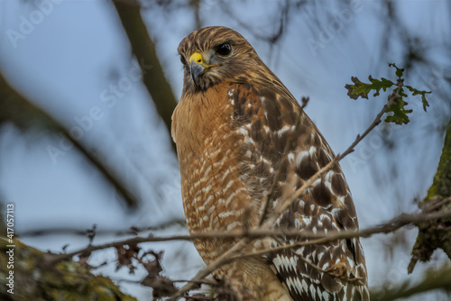 red shouldered hawk photo