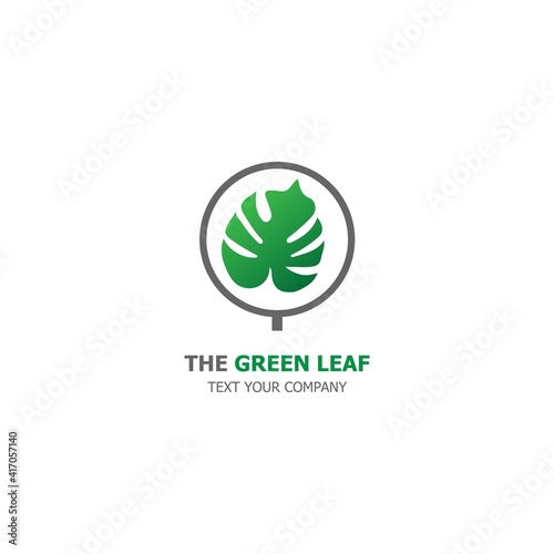 Monstera Deliciosa plant leaf from tropical forests isolated on white background. Can be used for greeting cards, flyers, invitations, web design, to everything. File has clipping path.