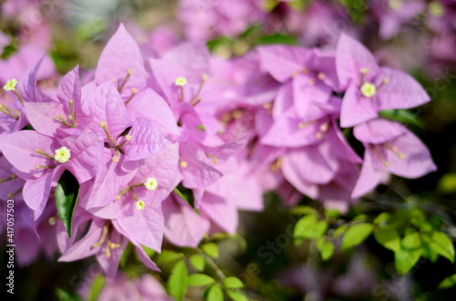 Blooming pink Bougainvillea flowers, native to South America and grown in tropical climates, used at funerals in China and India. close up view with bokeh background