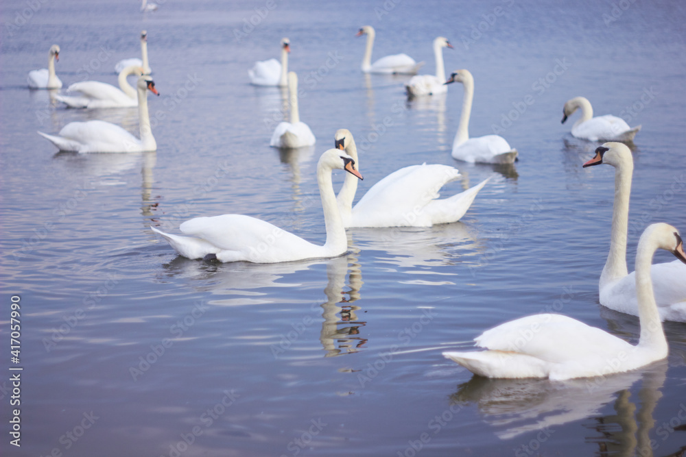 Fototapeta premium A flock of white swans floating on the reflective water of the lake.