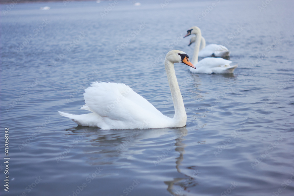 A flock of white swans floating on the reflective water of the lake. A flock of white swans floating on the reflective water of the lake.