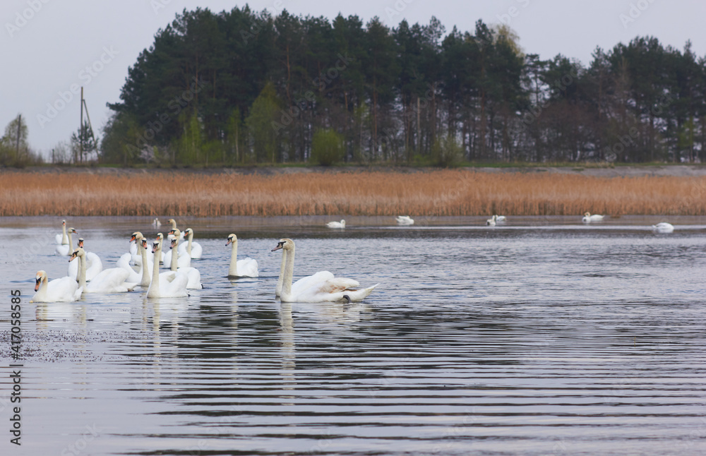 A flock of white swans floating on the reflective water of the lake.