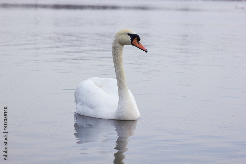 A beautiful swan swims across the reflective water of the lake.
A beautiful swan swims across the reflective water of the lake.