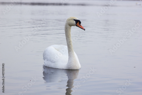A beautiful swan swims across  the reflective water of the lake. 