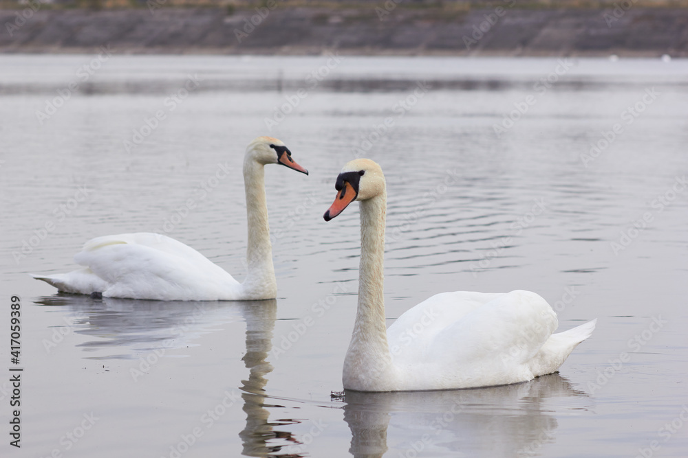 Two white swans float on the reflective water of the lake.
