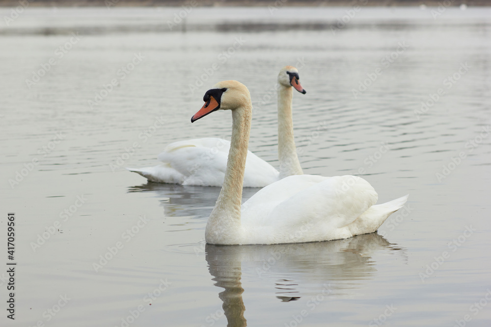 Fototapeta premium Two white swans float on the reflective water of the lake. 