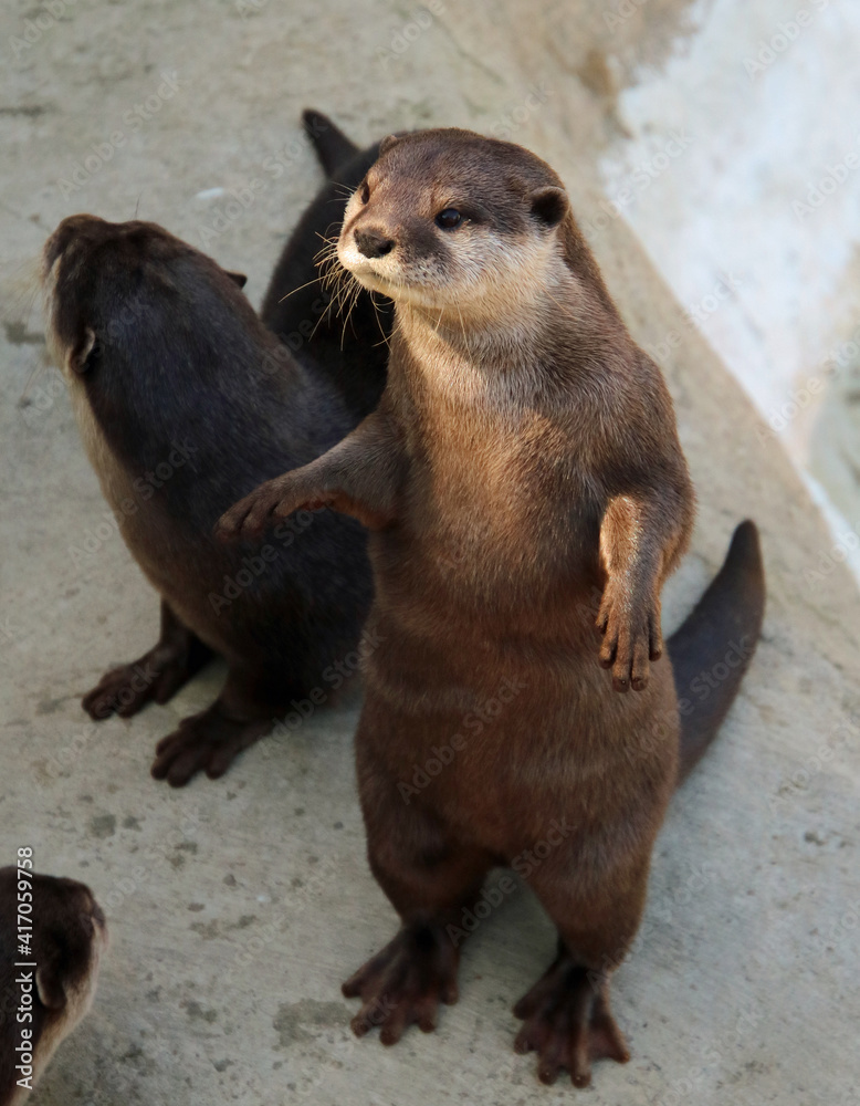 Fototapeta premium Standing River otter looking left
