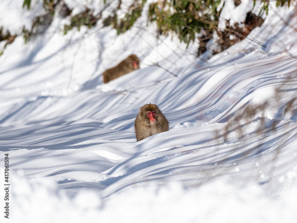 Japanese snow monkey in shiga kogen deep snow 1