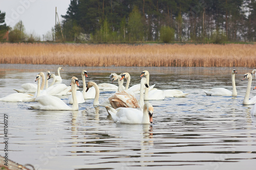 A flock of white swans floating on the reflective water of the lake. © Nataliia