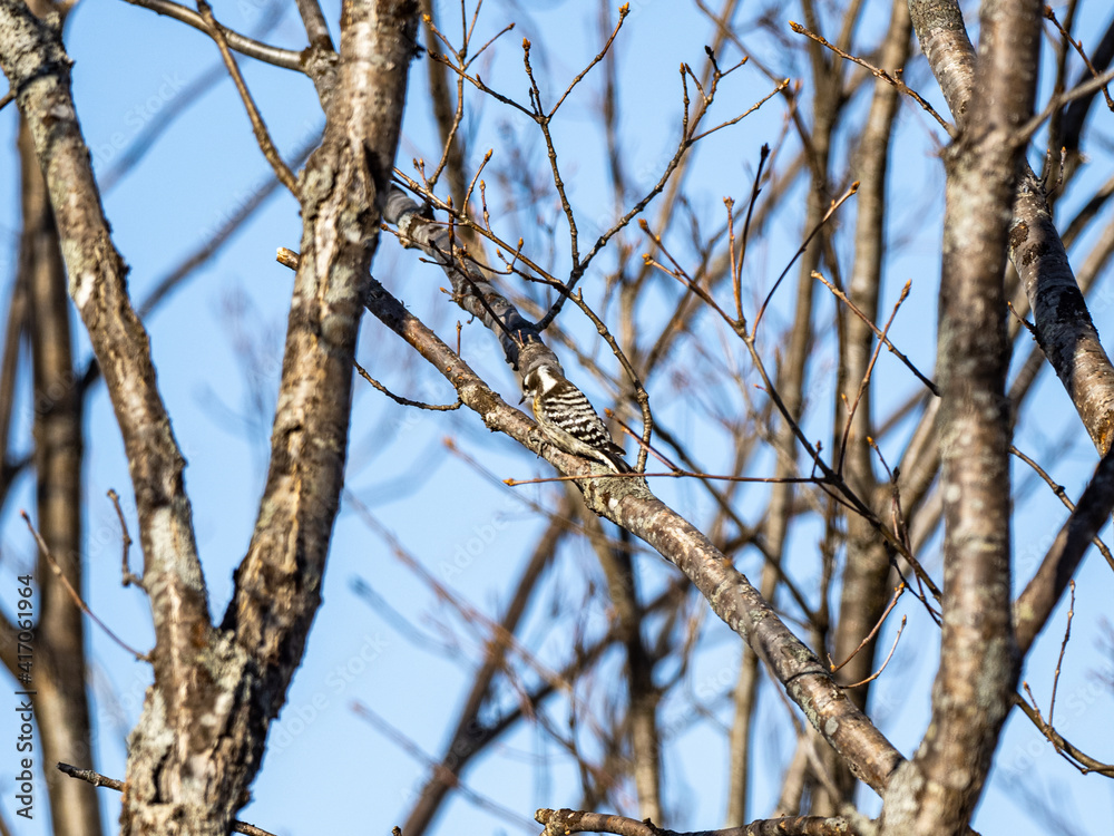 Japanese pygmy woodpecker in bare winter tree 1 Japanese pygmy woodpecker in bare winter tree 1