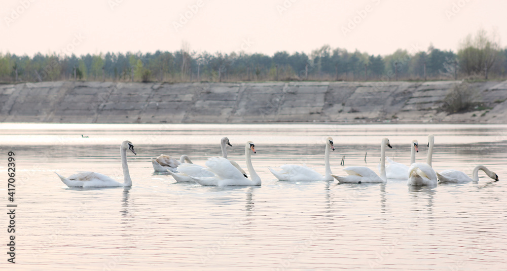 A flock of white swans floating on the reflective water of the lake.