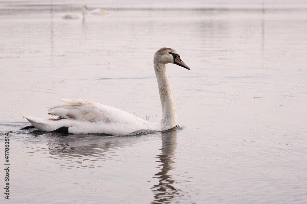 Fototapeta premium Beautiful swan birds float on the water of the lake. 