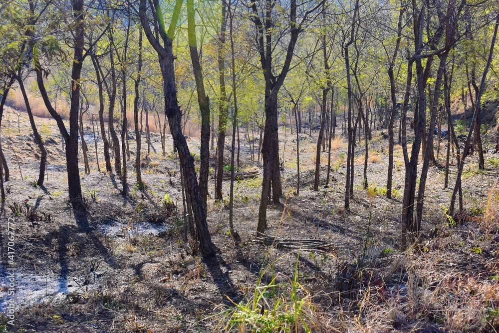Group of trees in the forest background in India Group of trees in the forest background in India
