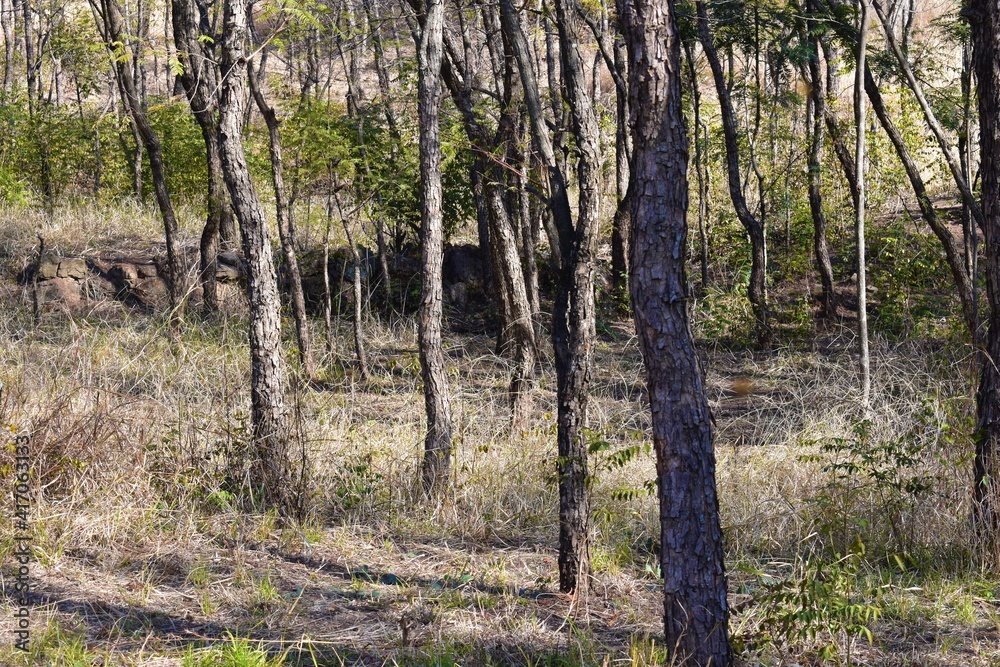 Fototapeta premium Group of trees in the forest background in India