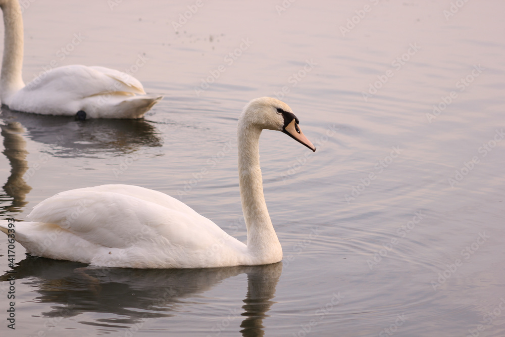 Beautiful swan birds float on the water of the lake.
Beautiful swan birds float on the water of the lake.
