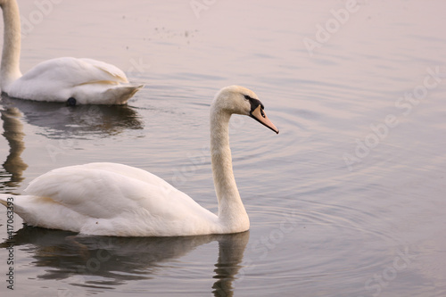 Beautiful swan birds float on the water of the lake. 