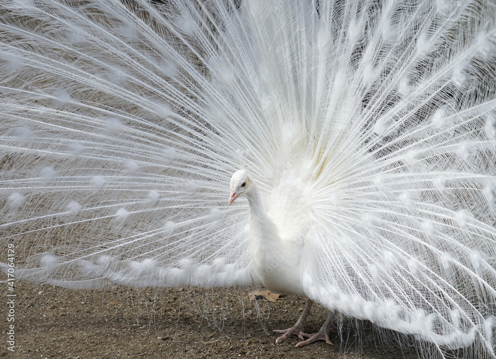 Obraz premium close up on white peacock with spreading tail feather