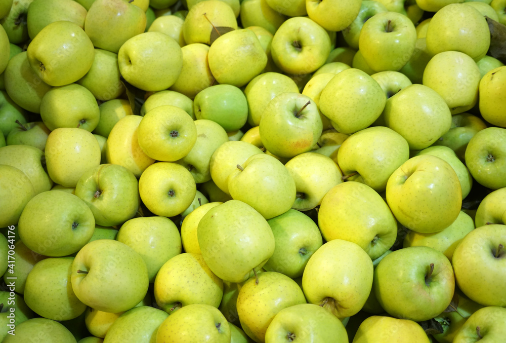 Fresh picked green apples background in the harvest season Fresh picked green apples background in the harvest season