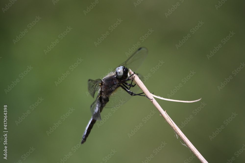 custom made wallpaper toronto digitalBlaupfeil