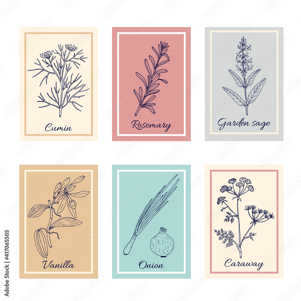 Collection of culinary herbs and spices