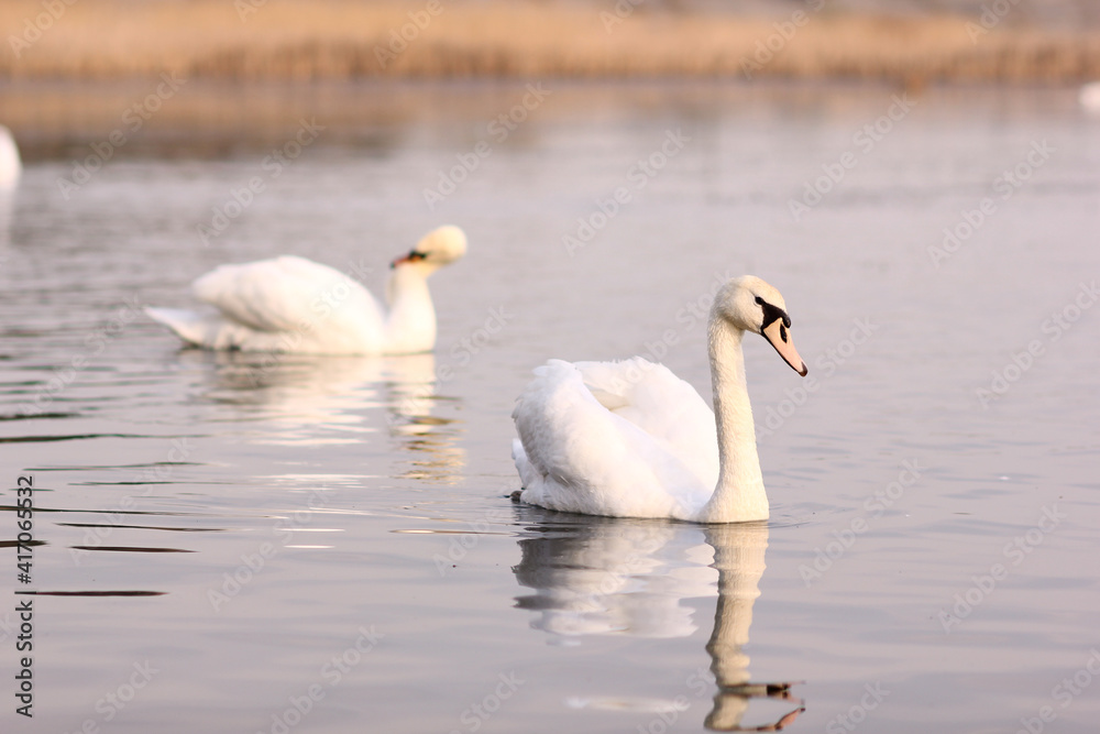 Two white swans float on the reflective water of the lake.
Two white swans float on the reflective water of the lake.