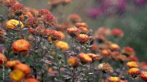 lots of marigold flowers in the rain