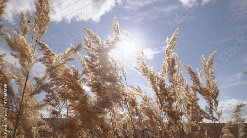 the wind stirs the golden wheat under the sun 