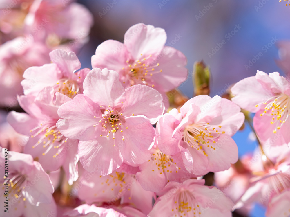 サクラの花 サクラの花