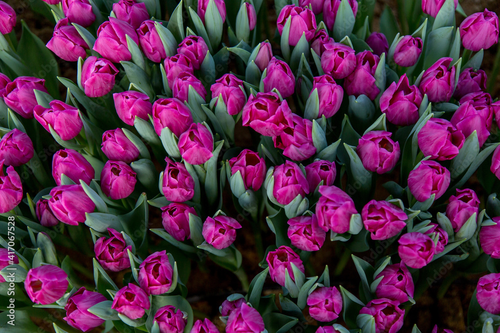 flowers tulips bouquet dutch bud